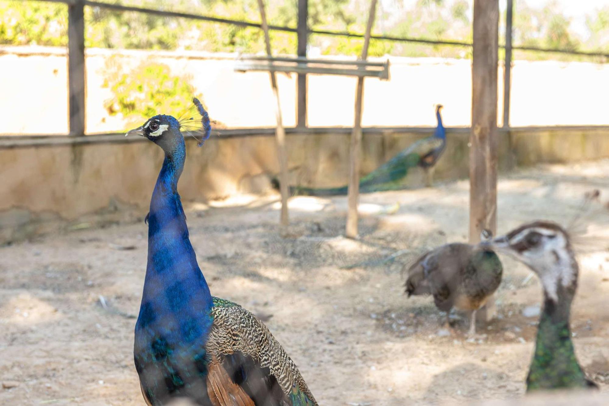 Barcelo Palmeraie Oasis Resort (Adults Only) Marrakesh Esterno foto Peafowl at the zoo